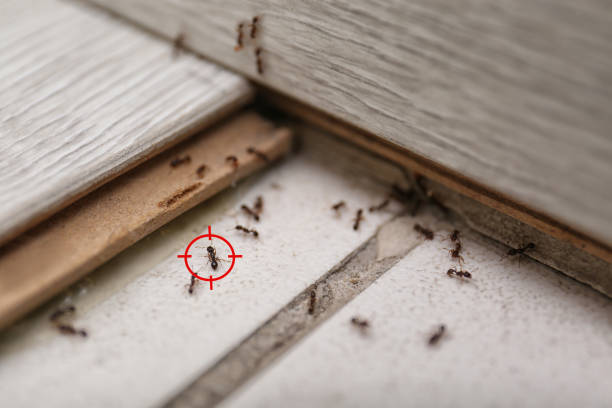Best Bed Bug Extermination  in Oak Hill, TN