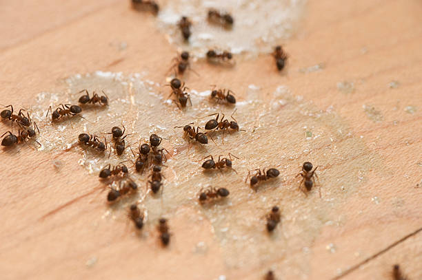 Best Ant Control Services  in Oak Hill, TN